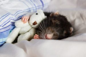 Ученые нашли переключатели сна в мозге мыши
