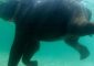 Жестокие эксперименты показали, что большинство млекопитающих умеет плавать