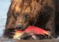 Особенности охоты на камчатского медведя